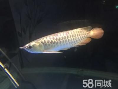 怎么讓金龍魚有金屬感：怎么讓金龍魚具有金屬感 龍魚百科 第1張