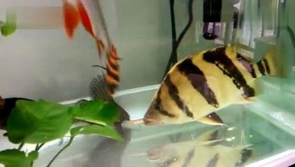 印尼虎魚吃沉底飼料嗎怎么喂：印尼虎魚吃沉底飼料嗎