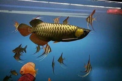 虎魚喂多了怎么辦：虎魚喂食過多了怎么辦 虎魚百科 第2張