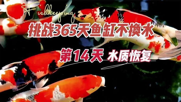 彩蝶魚(yú)缸能用幾年不換水嗎視頻：彩蝶魚(yú)缸使用壽命一般在10年左右可以長(zhǎng)時(shí)間不換水 彩鰈魚(yú)缸（彩蝶魚(yú)缸） 第3張