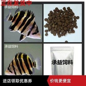 虎魚如何訓(xùn)練吃顆粒飼料：如何訓(xùn)練虎魚吃顆粒飼料 虎魚百科 第3張