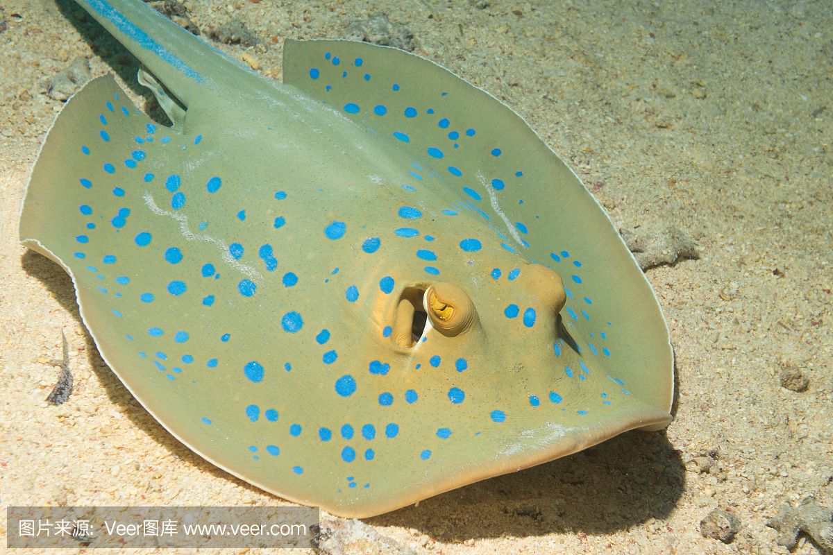 魟魚喂什么好：喂養(yǎng)魟魚需要注意其食性、喂食需求、喂食需求、喂食需求 魟魚百科 第2張