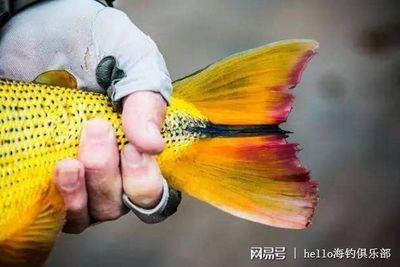 虎魚一天喂幾頓最好：根據(jù)搜索結(jié)果得出的虎魚喂食次數(shù)最佳實踐，虎魚一天喂幾頓最好 虎魚百科