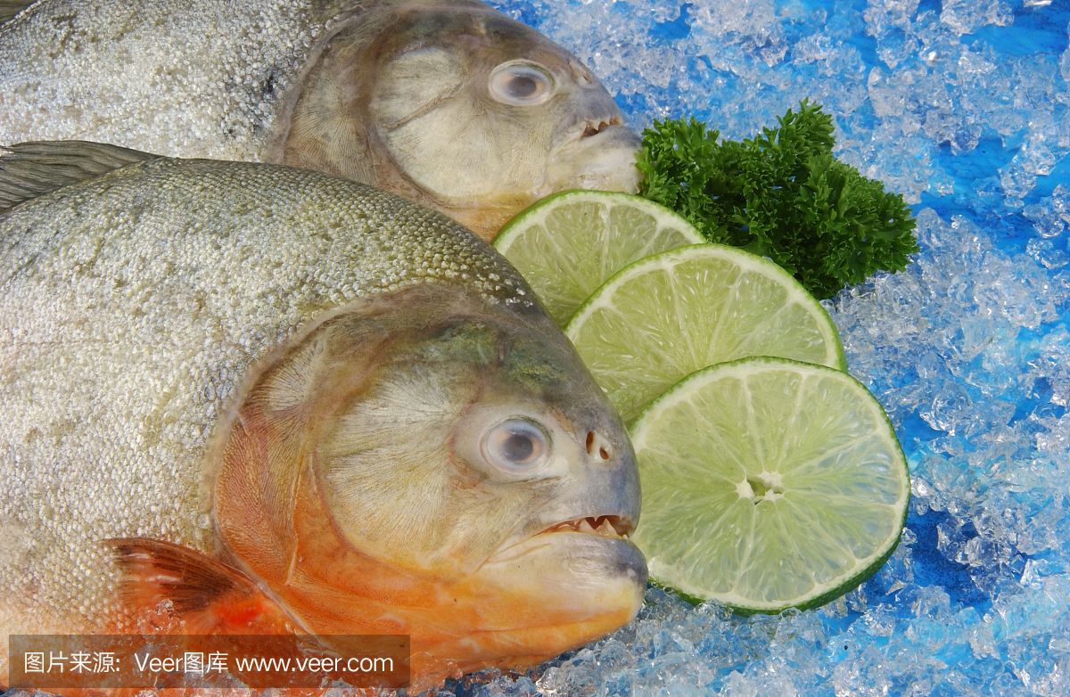 虎魚(yú)主要吃什么：虎魚(yú)是一種大型純捕食性魚(yú)類(lèi)，它們的主要食物是鮮活餌料