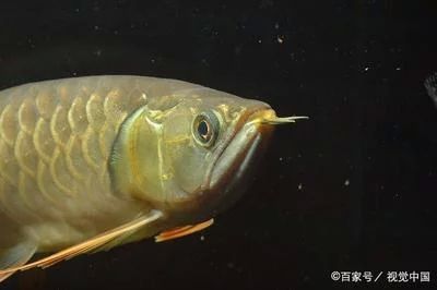 龍魚的飼養(yǎng)要求標(biāo)準(zhǔn)是多少條魚：龍魚的飼養(yǎng)要求 龍魚百科 第3張