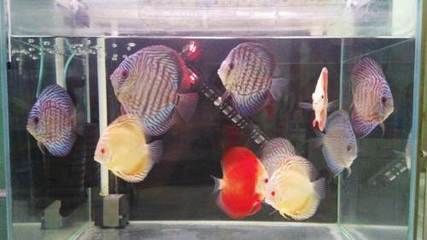 彩蝶超白缸：彩蝶超白缸怎么樣 彩鰈魚缸（彩蝶魚缸） 第1張