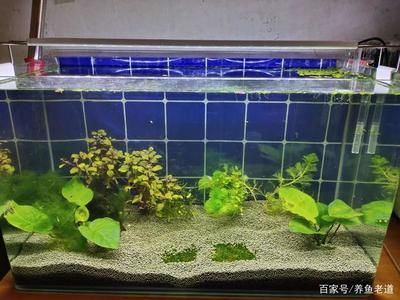 草缸魚缸還是蝦缸好弄：建造草缸、魚缸還是蝦缸時(shí)，需要考慮的因素很多 魚缸百科 第1張