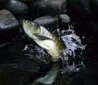 魟魚可以停食多久不吃東西：[需手動(dòng)填充]魚能停食多久不吃東西 魟魚百科 第3張