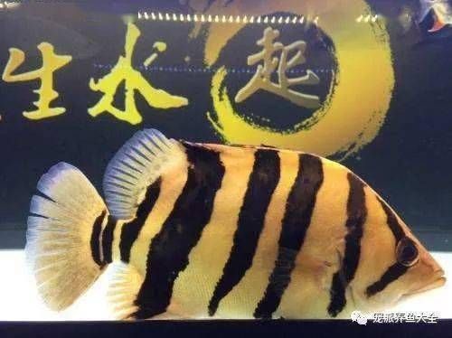 虎魚顏色不穩(wěn)定怎么辦：虎魚的顏色不穩(wěn)定怎么辦 虎魚百科 第3張