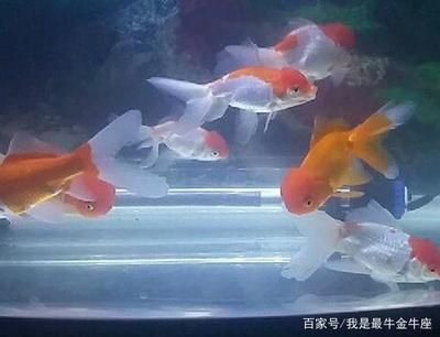 大魚缸金魚多久換一次水啊：大魚缸金魚換水頻率取決于多種因素 魚缸百科 第1張