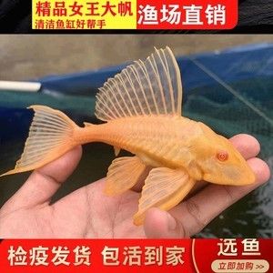 龍魚把女王吃了會怎么樣：龍魚吃掉了女王魚會對水族箱內(nèi)的生態(tài)平衡產(chǎn)生影響