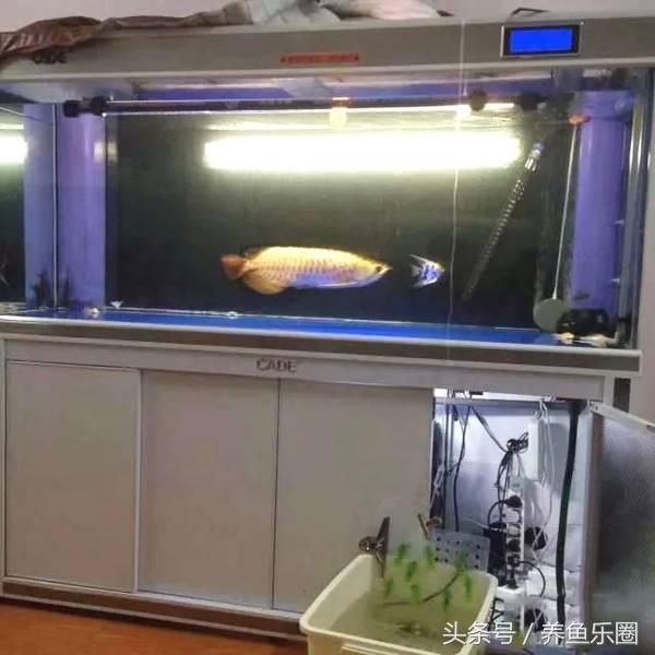 黑白魟魚繁殖魚缸多大合適：黑白魟魚繁殖魚缸多大合適黑白魟魚繁殖魚缸多大合適 魟魚百科 第2張