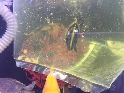 小虎魚飼養(yǎng)：小虎魚的飼養(yǎng)指南 虎魚百科 第2張