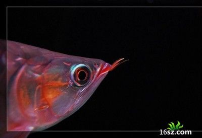 龍魚(yú)眼珠白了是什么病：龍魚(yú)眼珠白了是什么病癥不及時(shí)治療可能導(dǎo)致龍魚(yú)失明 龍魚(yú)百科 第3張