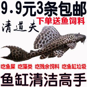 大型魚(yú)缸清潔魚(yú)選什么好：大型魚(yú)缸清潔魚(yú)的優(yōu)點(diǎn)和注意事項(xiàng) 魚(yú)缸百科 第3張