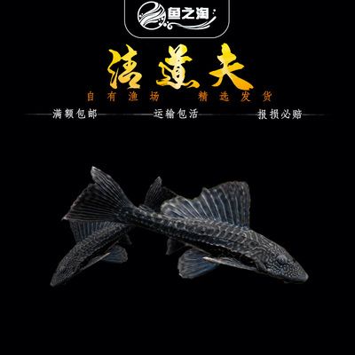 大型魚(yú)缸清潔魚(yú)選什么好：大型魚(yú)缸清潔魚(yú)的優(yōu)點(diǎn)和注意事項(xiàng) 魚(yú)缸百科 第4張