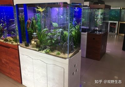 多大魚缸好：如何選擇合適的魚缸尺寸