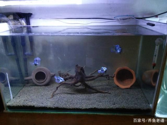 大量換水導(dǎo)致魚缸白濁：魚缸換水后水質(zhì)變白濁怎么辦？ 魚缸百科 第1張