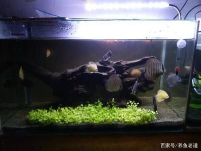 大量換水導(dǎo)致魚缸白濁：魚缸換水后水質(zhì)變白濁怎么辦？ 魚缸百科 第4張