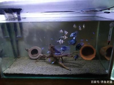 大量換水導(dǎo)致魚缸白濁：魚缸換水后水質(zhì)變白濁怎么辦？ 魚缸百科 第3張