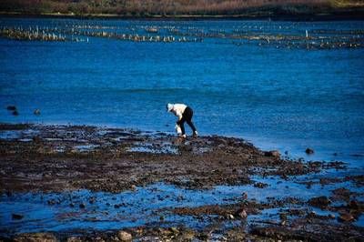 魟魚能放沙子里嗎為什么不能養(yǎng)：魟魚能放沙子嗎為什么不能養(yǎng)魟魚能放沙子嗎 魟魚百科 第2張