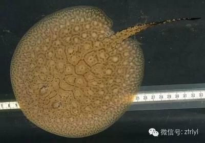 魟魚吃魚鱗怎么辦：魟魚吃了魚鱗怎么辦 魟魚百科 第1張