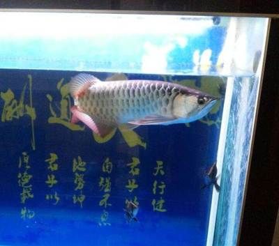 龍魚虎魚喂食時間表：龍魚和虎魚喂食時間表 龍魚百科 第1張