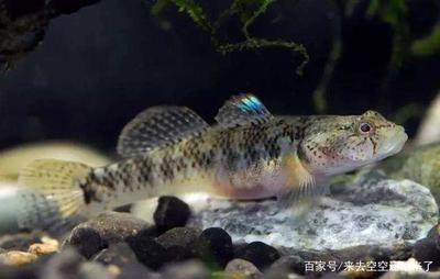 虎魚要怎么吃：虎魚怎么吃？ 虎魚百科 第3張