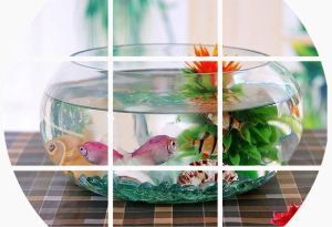 半圓形的魚缸叫什么魚：半圓形的魚缸適合養(yǎng)哪些魚？ 魚缸百科 第4張