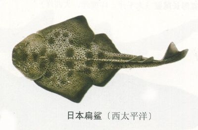 魟魚(yú)尾巴咬了個(gè)口：關(guān)于魟魚(yú)尾巴咬了個(gè)口的問(wèn)題，我可以提供以下信息 魟魚(yú)百科 第3張