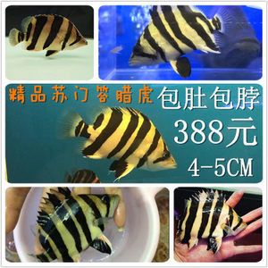 5厘米虎魚喂什么好養(yǎng)活：5厘米的虎魚在喂養(yǎng)方面需要注意什么？ 虎魚百科 第1張