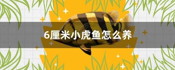 小虎魚能長多大：小虎魚的生長潛力 虎魚百科