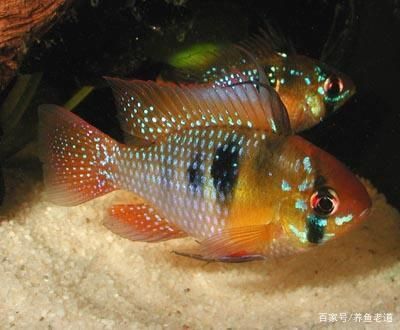 魟魚能和七彩魚混養(yǎng)嗎：仙魚和七彩魚混養(yǎng)的信息：[需手動(dòng)填充]魚與七彩魚混養(yǎng)的信息 魟魚百科 第1張