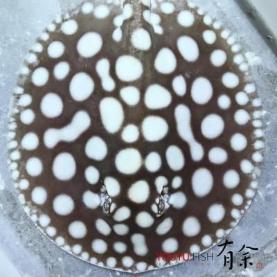 魟魚(yú)弓背卷邊怎么辦：魟魚(yú)出現(xiàn)弓背卷邊怎么辦 魟魚(yú)百科 第1張