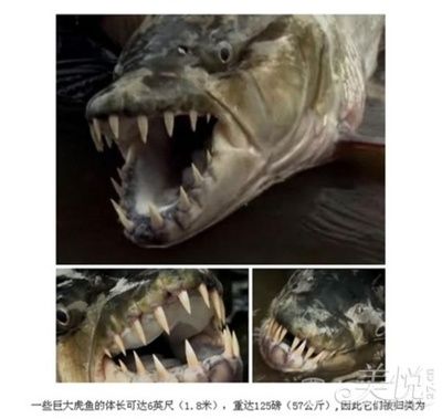 虎魚為什么吃了吐：虎魚吃了吐是怎么回事 虎魚百科 第3張