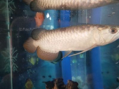 虎魚為什么吃了吐：虎魚吃了吐是怎么回事 虎魚百科 第2張