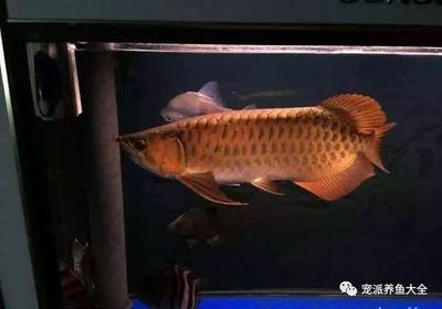 大魚缸加熱棒什么牌子好：aquazonic/艾柯品牌加熱棒產(chǎn)品選擇 魚缸百科 第4張