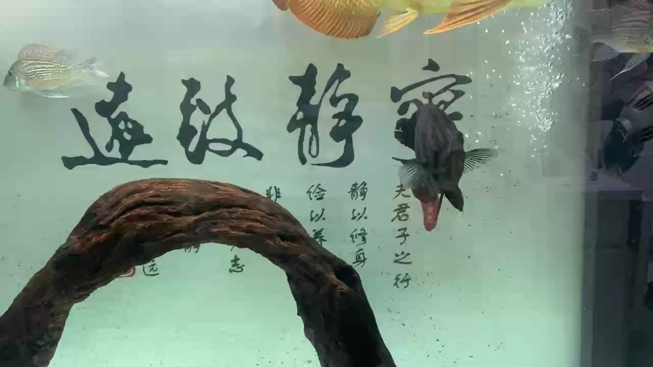 過完年，回來，虎魚水霉好了，龍魚背部還有少量霉菌。比平時多換了一些水。正常養(yǎng)護，喂食量偏少一點點。：大澳鄭師傅評論：虎魚水霉好了，龍魚背部還有少量霉菌 觀賞魚論壇