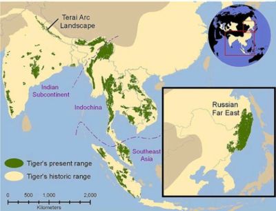 印度老虎分布圖：關(guān)于印度老虎分布圖 虎魚百科 第3張