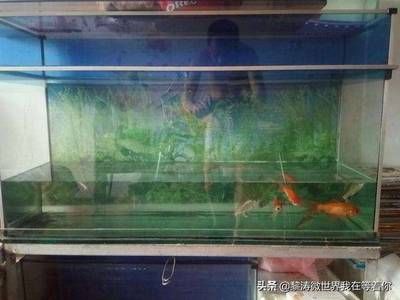 大魚缸哪里買好：大型魚缸養(yǎng)護技巧養(yǎng)護技巧養(yǎng)護大型魚缸養(yǎng)護技巧 魚缸百科 第1張