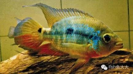 龍魚與魟魚混養(yǎng)掉眼：龍魚與魟魚混養(yǎng)會導致掉眼嗎 魟魚百科 第2張