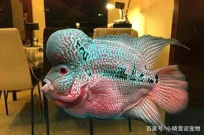 大魚(yú)缸什么魚(yú)好養(yǎng)：大魚(yú)缸適合養(yǎng)多種魚(yú) 魚(yú)缸百科 第1張