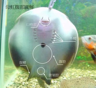 魟魚(yú)腹部有潰爛：魟魚(yú)腹部有潰爛的情況可能是由于多種原因引起的魟魚(yú) 魟魚(yú)百科 第2張