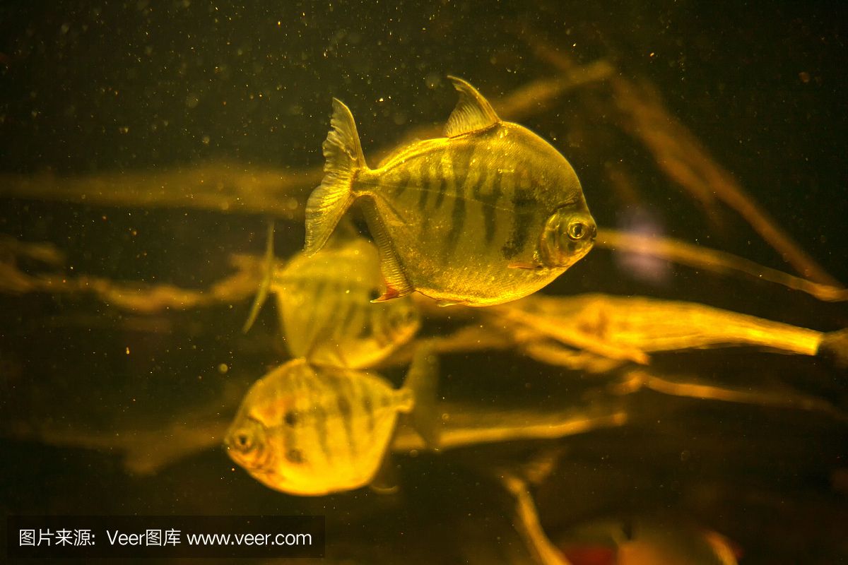 虎魚要深水養(yǎng)嗎：虎魚并不需要深水來飼養(yǎng)，它們屬于全水性魚類，虎魚要深水養(yǎng)嗎 虎魚百科 第2張