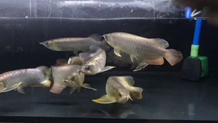 泗水龍魚(yú)怎么樣：泗水龍魚(yú)怎么樣泗水龍魚(yú)的飼養(yǎng)方法 龍魚(yú)百科 第2張