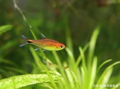 魟魚幼魚：魟魚幼魚的飼養(yǎng)注意事項