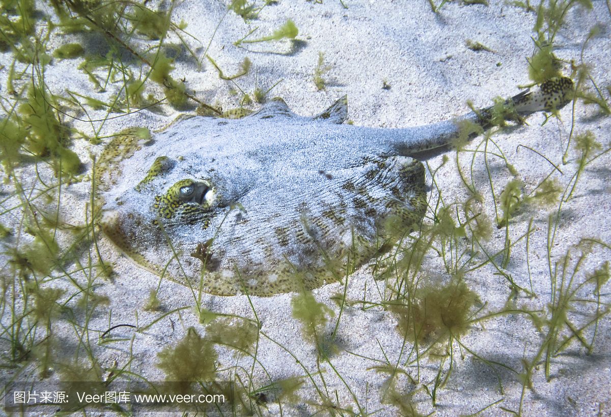 魟魚吃東西用咬東西嗎視頻：魟魚吃東西用咬東西嗎 魟魚百科 第1張