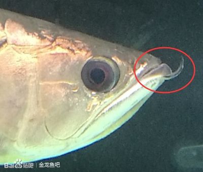 開燈龍魚掉眼 貼吧：開燈龍魚掉眼怎么辦 龍魚百科 第3張