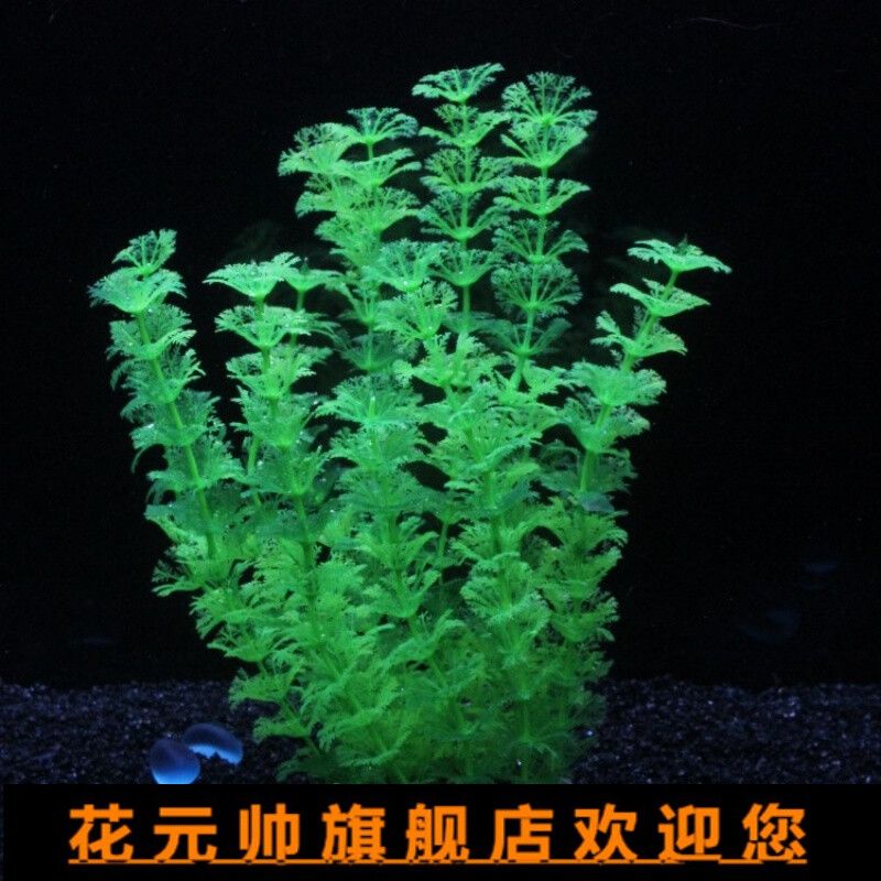 大魚缸水草哪種好養(yǎng)一點(diǎn)的：大魚缸中的水草適合養(yǎng)護(hù)的水草，適合大魚缸中的水草 魚缸百科 第2張