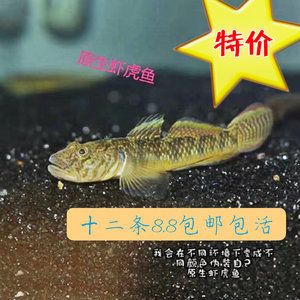 虎魚是冷水魚還是熱水魚好：虎魚是不適合在冷水環(huán)境中飼養(yǎng)的熱帶魚，虎魚是不適合飼養(yǎng)的 虎魚百科 第3張